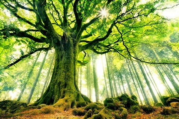 Les arbres dans la sunna prophétique
