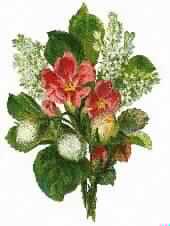 مزاح النبي  صلى الله عليه وسلم ومداعبته